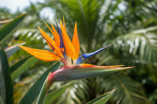 Bird of Paradise: Nature's Tropical Masterpiece